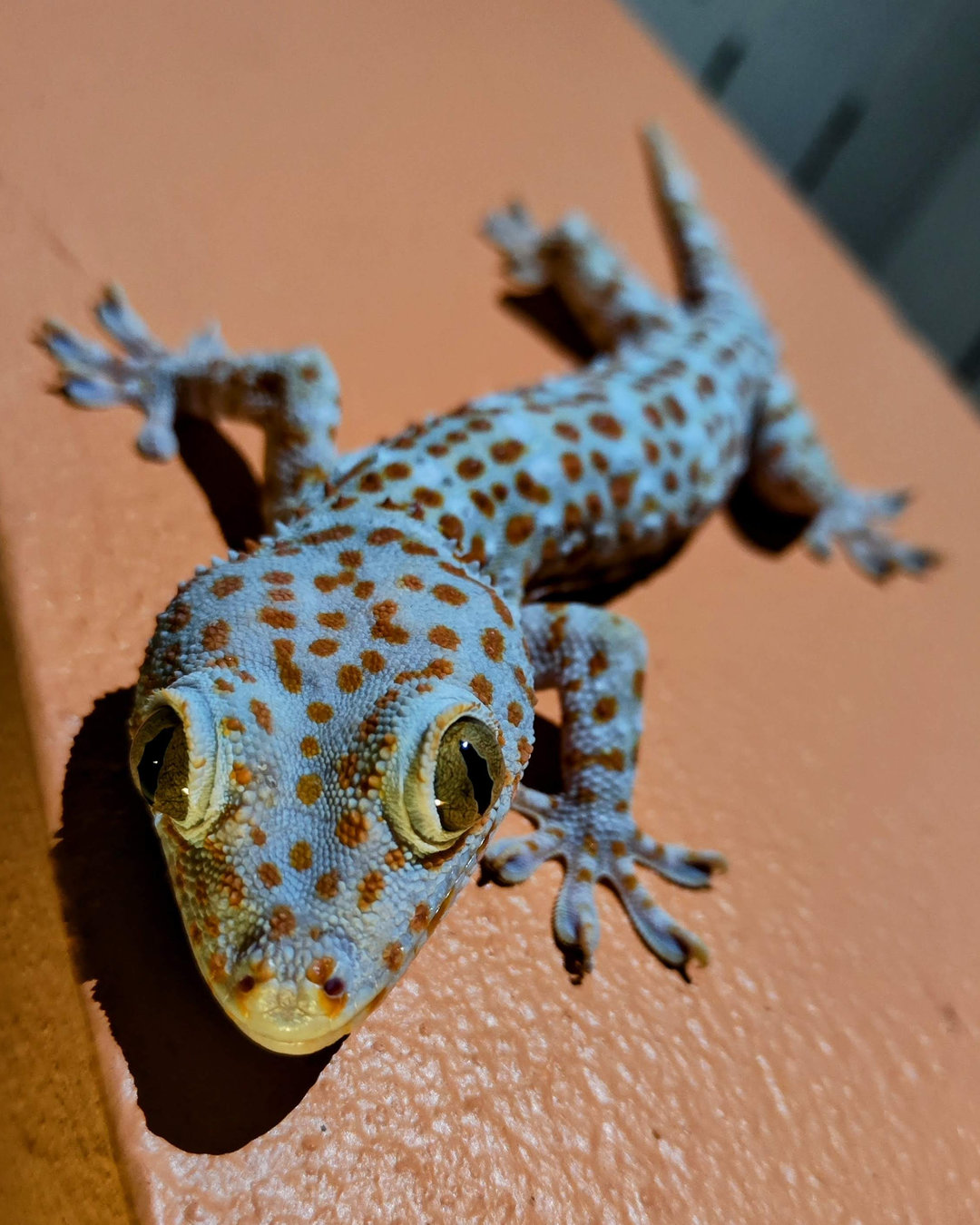 Gecko Tokay