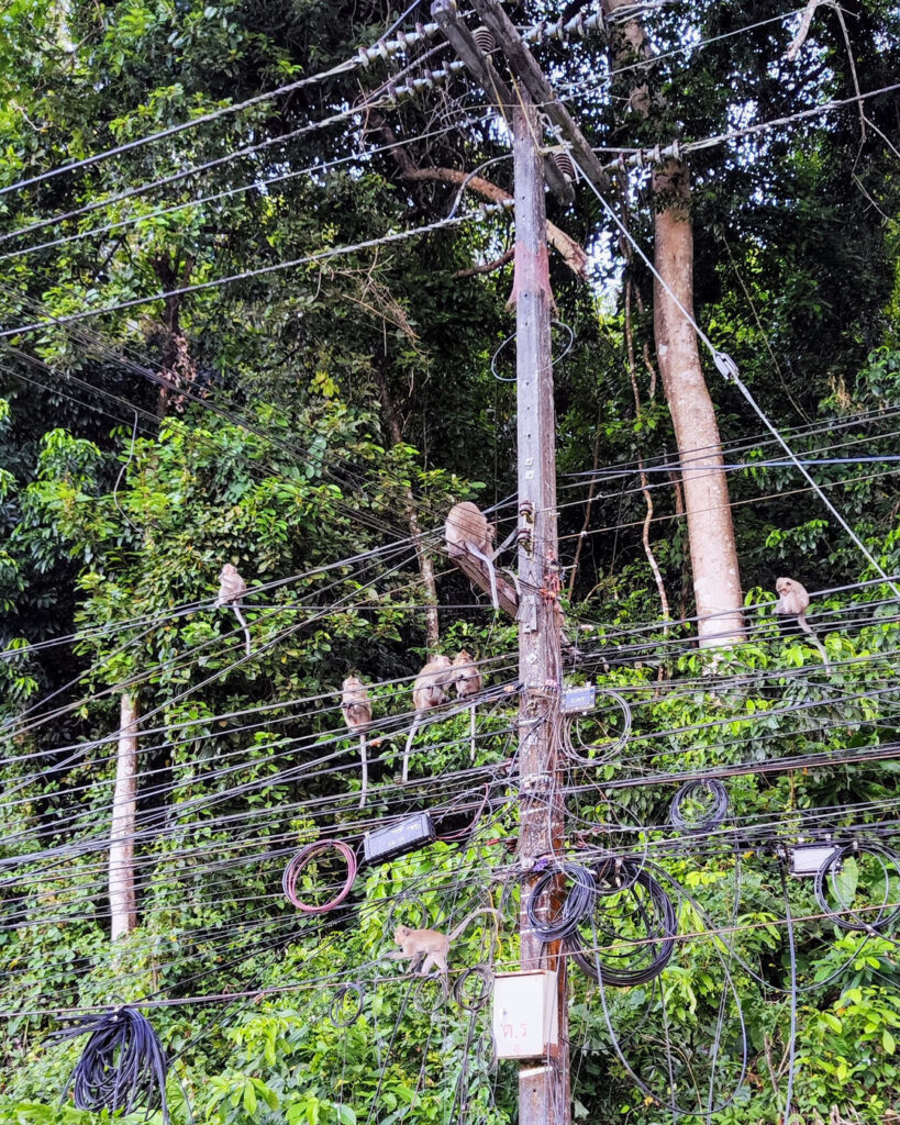 Singes et poteau electrique à Koh Chang